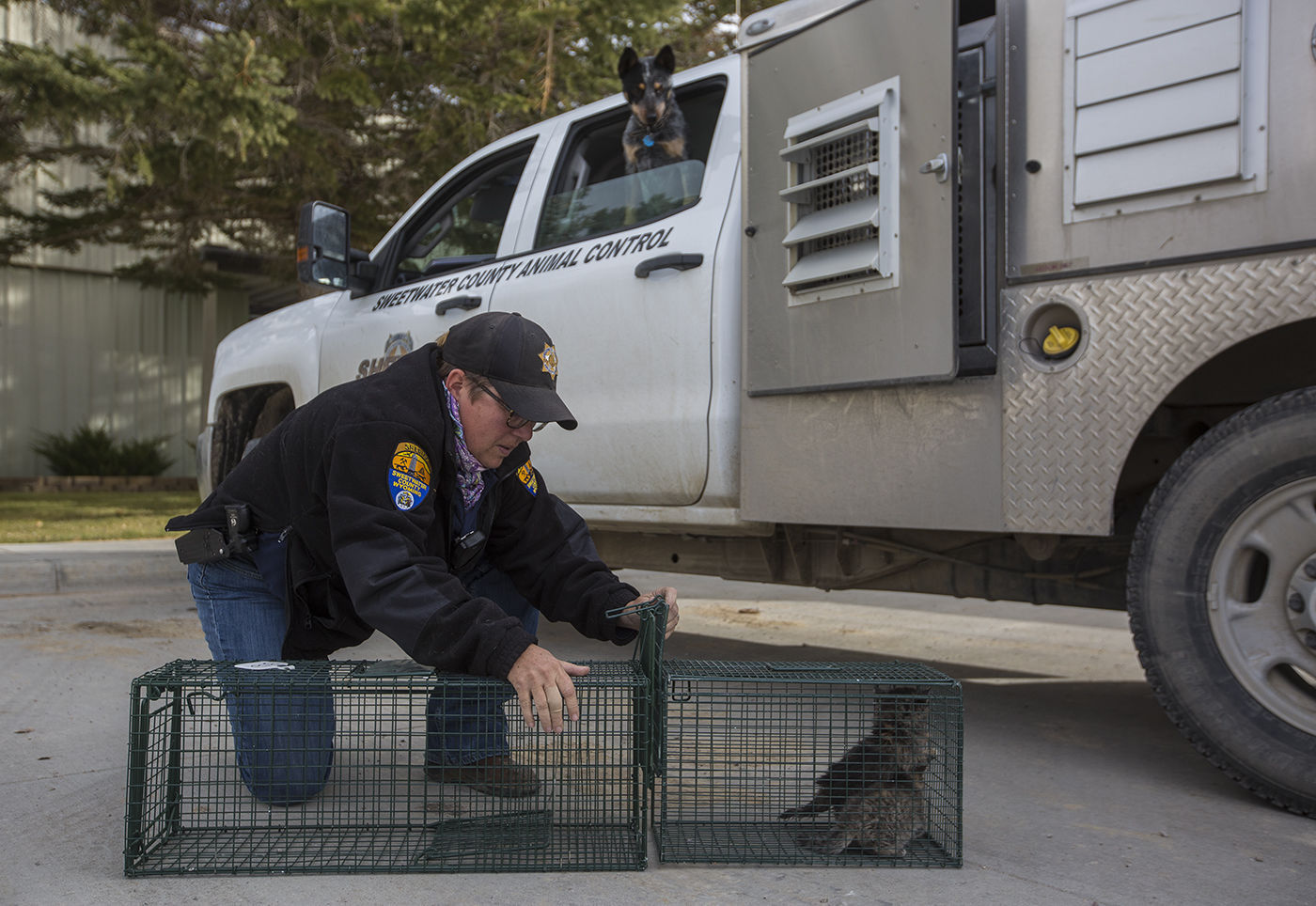 Animal control